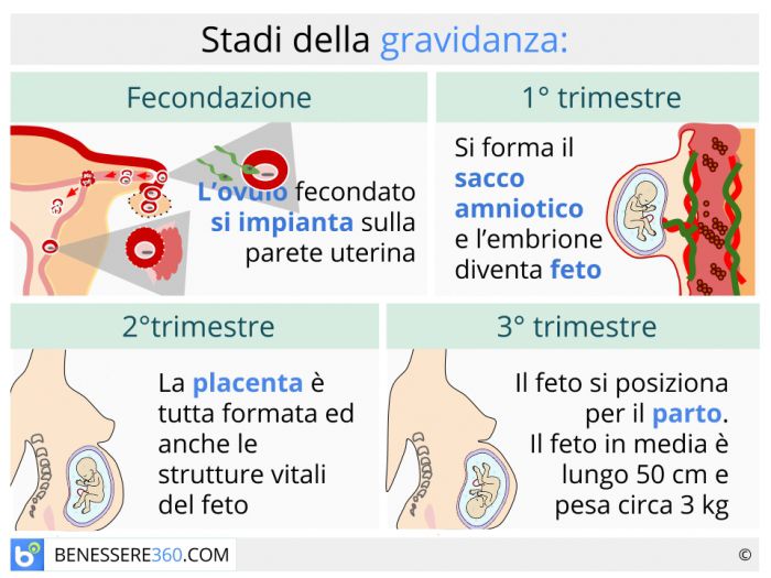 Fasi Della Gravidanza Calcolo E Calendario Settimana Per