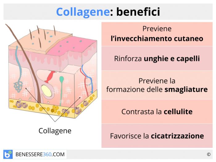 Collagene: usi e benefici dei vari tipi (marino, idrolizzato, puro,  vegetale…)