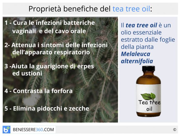 pie Correspondence tsunami Tea tree oil: proprietà terapeutiche ed estetiche dell' olio di Melaleuca  alternifolia